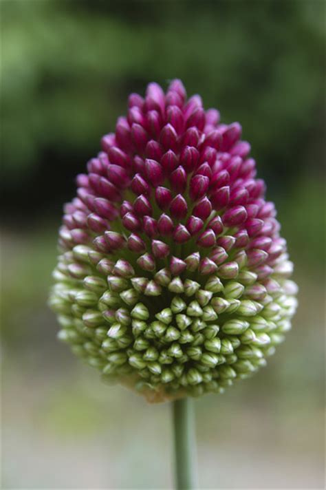 Buy round-headed leek bulbs Allium sphaerocephalon