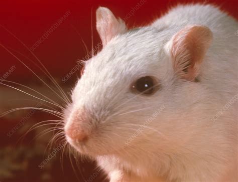 Laboratory mouse - Stock Image - G352/0087 - Science Photo Library