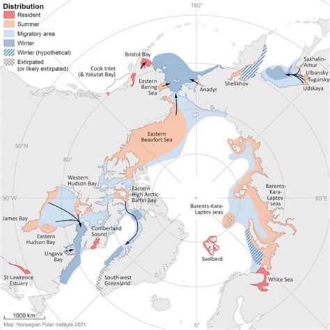 Narwhal Habitat Map