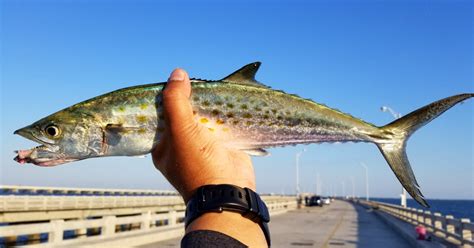 How To Catch Tons Of Fish On Piers & Jetties (Tips, Tricks, & Mistakes)