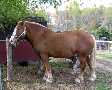 9 Largest Horse Breeds in the World - Largest.org