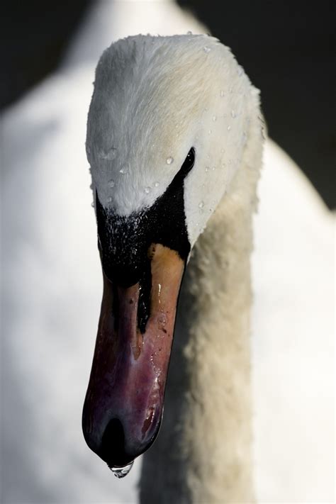 swan eye - ViewBug.com