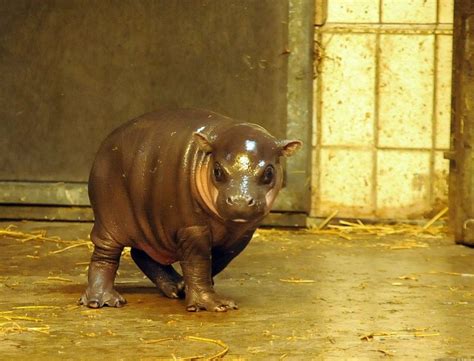 Bristol Zoo Gardens - ZooBorns