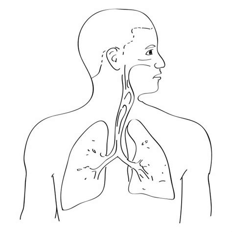 unlabelled respiratory system diagram - Clip Art Library