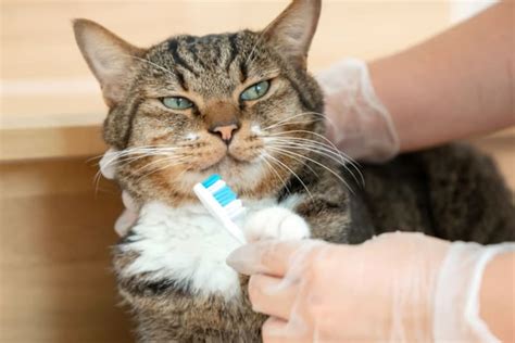 How to Clean Your Cat's Teeth? | Middlesex Vets