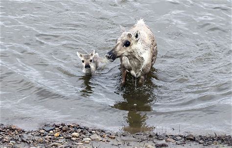 Wild-reindeer-doe-and-fawn-cross-a-river-in-the-Taymyr-Peninsula-in-Siberia-Zapovedniki-Taymyra ...