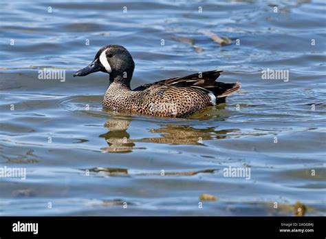 Blue Wing Teal Duck Stock Photo - Alamy