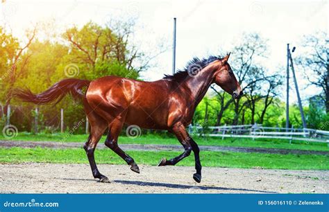 Horse run gallop in meadow stock photo. Image of jockey - 156016110