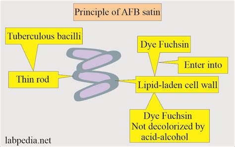 Mycobacterium Tuberculosis:- Part 4 - AFB Stain (Acid Fast Bacilli Stain), Procedure and ...