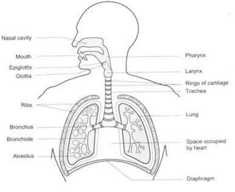 Respiratory System Diagram Printable