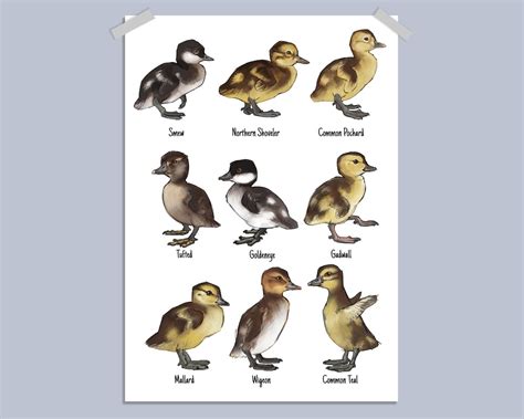 Duckling and Duck Chicks Art Print and Poster Painting / Wall Art / Nature Print / Wigeon ...