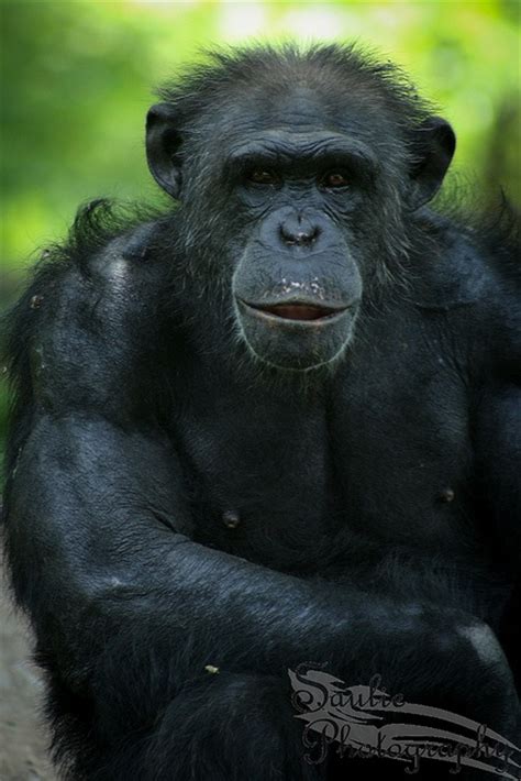 Alpha Male Chimpanzee at the Kansas City Zoo. Photo by Saulie Photography. | Kansas city zoo ...