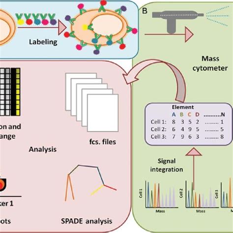 Major types of protein microarrays: (A) targeted protein arrays, (B)... | Download Scientific ...