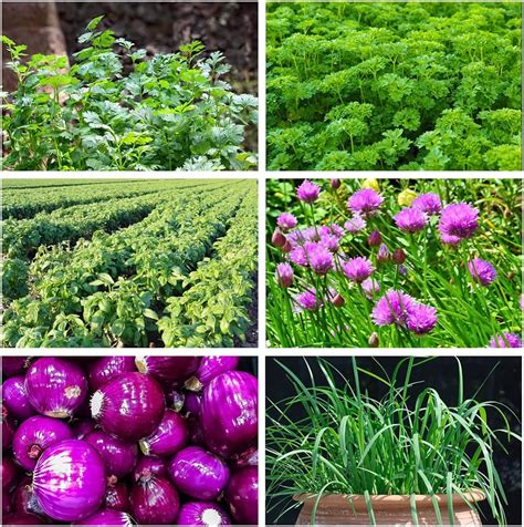 Amazon.com : 1200+ Onion Seeds for Planting - 6 Varieties 1200+ Onion ...