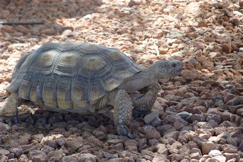 Mojave Desert Tortoise, Mojave Max | The U. S. Fish and Wild… | Flickr