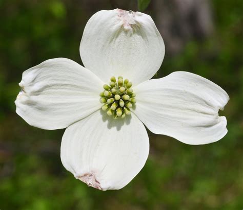 Flowering Dogwood | Seed Grow Kit – SequoiaTrees.com