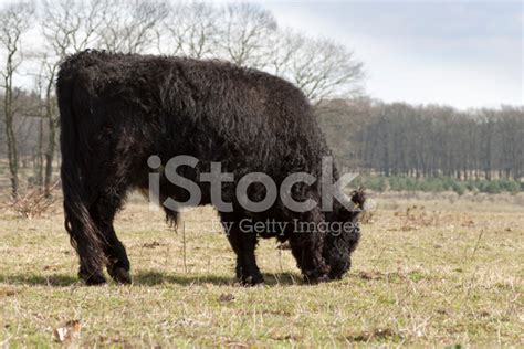 Galloway Cattle Stock Photo | Royalty-Free | FreeImages