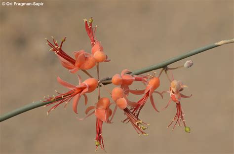 Capparis decidua (Forssk.) Edgew. | Plants of the World Online | Kew ...