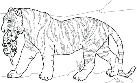 30+ Realistic Printable Realistic Tiger Coloring Pages