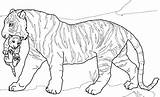 The Best Free Cub coloring Page Images Download From 314  sketch template