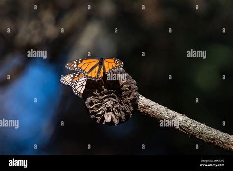 Pacific Grove Monarch Butterfly Sanctuary Stock Photo - Alamy