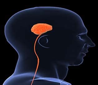 Small brain part crucial in decision-making: Study