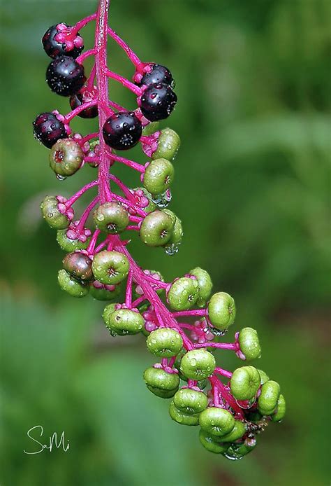 Ink berries Photograph by Sami Martin - Fine Art America