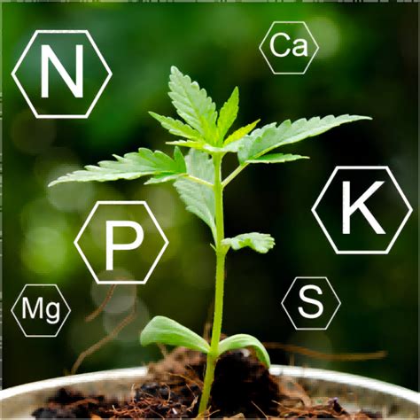 How cannabis nutrients can be paired with LED plant lights to promote