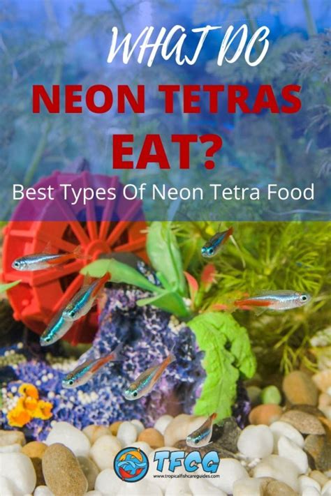 What Do Neon Tetras Eat? Best Types Of Neon Tetra Food | TFCG