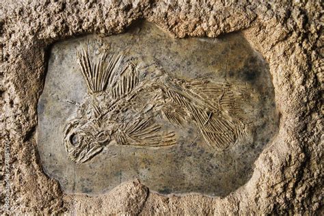 latimeria fish fossil Stock Photo | Adobe Stock