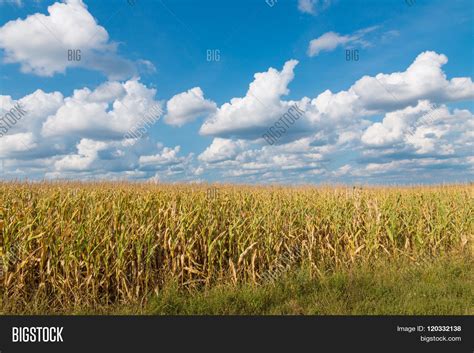 Yellow Corn Field Blue Image & Photo (Free Trial) | Bigstock