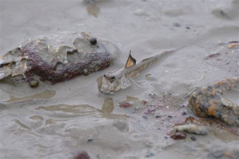 320+ Mudskipper On Beach Close Up Stock Photos, Pictures & Royalty-Free ...