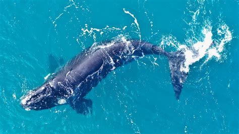 Southern right whale satellite tagging project blows migration ...