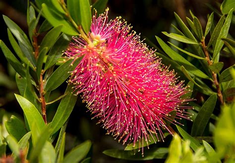 Free photo: Callistemon, Bottle Brush, Flower - Free Image on Pixabay ...