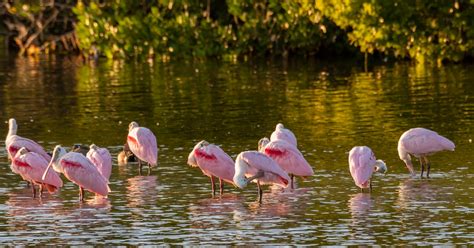 National Wildlife Refuge Devastated By Hurricane Ian Just Reopened On Sanibel Island — What You ...