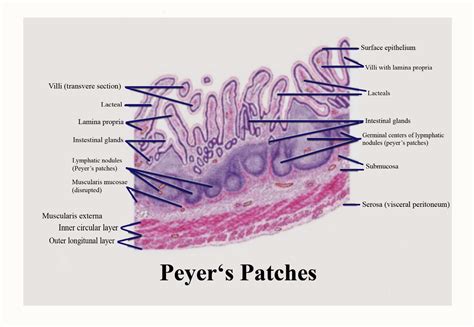 Peyer’s patches are found in(a) Lamina propria of ileum(b) Submucosa of ...