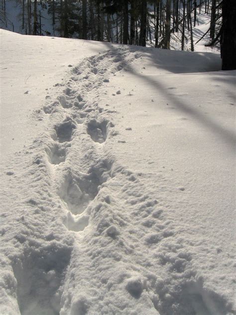 elk tracks | Flickr - Photo Sharing!