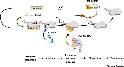 Noncoding RNAs Set the Stage for RNA Polymerase II Transcription: Trends in Genetics