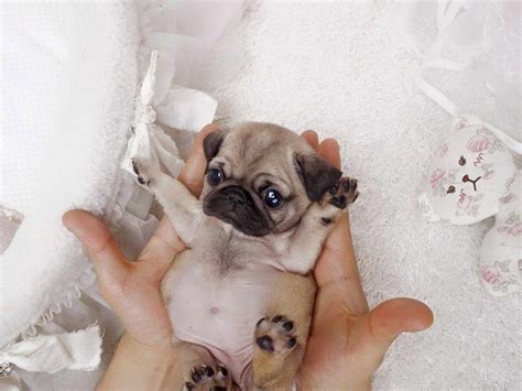 How Much Does A Teacup Pug Cost | PETSIDI