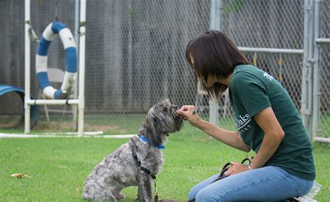 Houston Dog Training | Rover Oaks Pet Resort