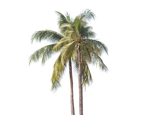 palm tree transparent 11434579 PNG