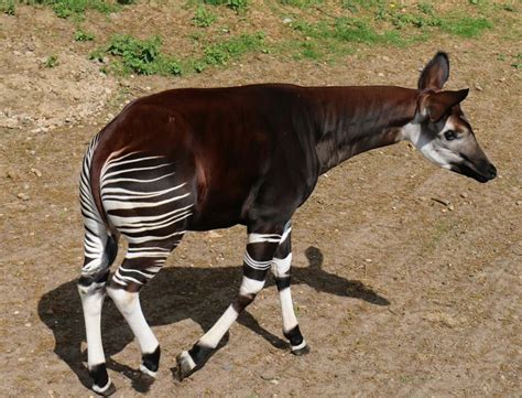 Okapi at Yorkshire Wildlife Park