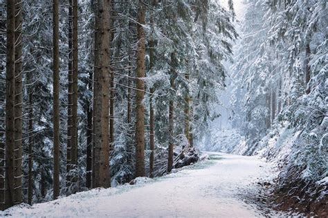 Premium Photo | Winter forest in the snow