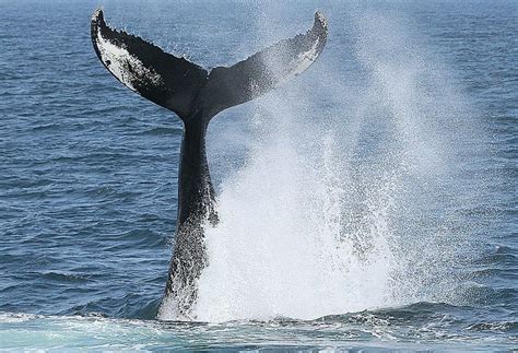 Home - Bar Harbor Whale Watching | Bar harbor, Visit maine, Whale watching