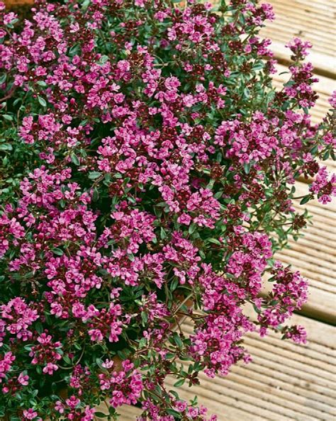 Red Creeping Thyme, Thymus praecox 'Coccineus', Monrovia Plant