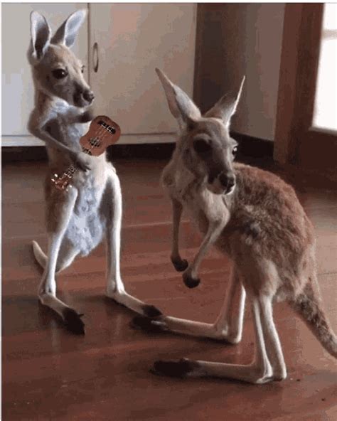 Kangaroo Hopping Cartoon Gif