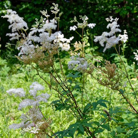 Meadowsweet | Siskiyou Seeds