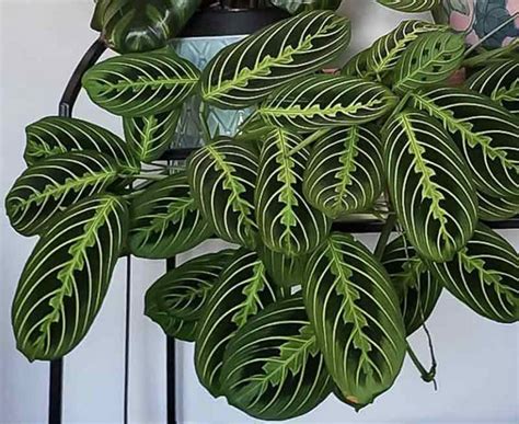 Lemon Lime Maranta Prayer Plant care and propagation