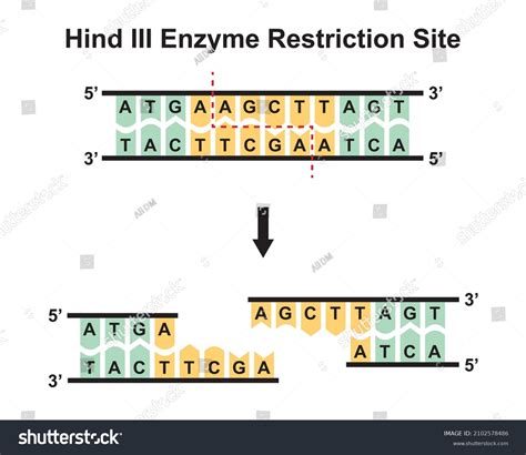 Restriction Enzymes Diagram