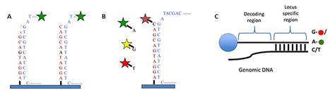 Different microarray methods for SNP genotyping. A. Allele... | Download Scientific Diagram